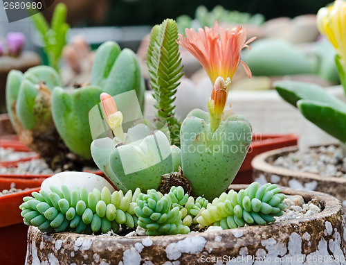 Image of Decorative succulents flowering