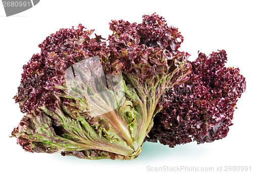 Image of red leaf lettuce