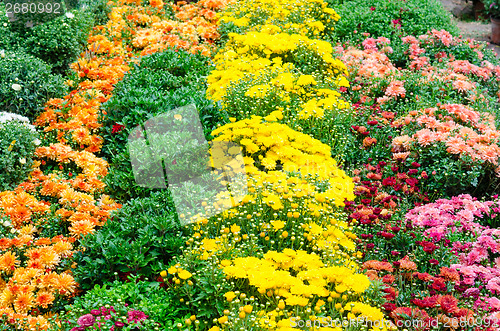 Image of flower garden 