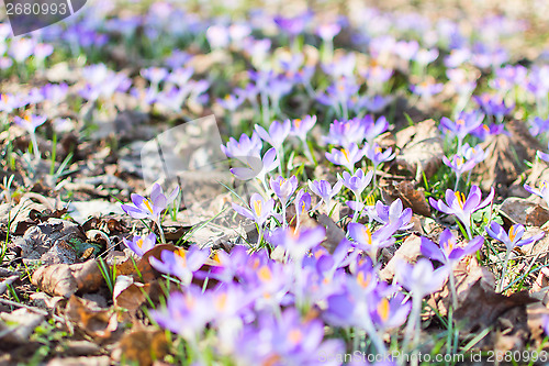 Image of Spring blooming crocus flowers over dry foliage