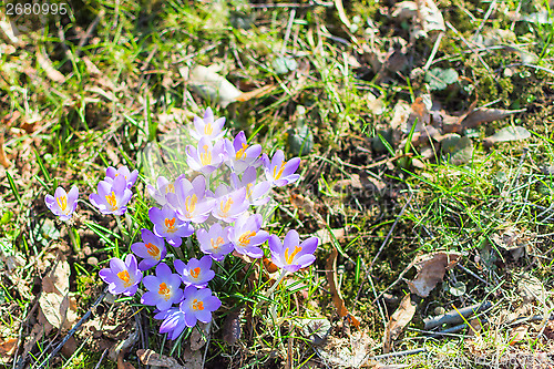 Image of Spring blossoming beautiful crocuses flowers