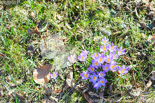 Image of Spring crocus flowers on the grass