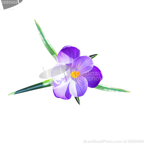 Image of One small crocus flower with leafs