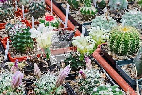 Image of Cactus flowering