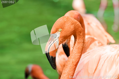 Image of Portrait of pink flamingo 