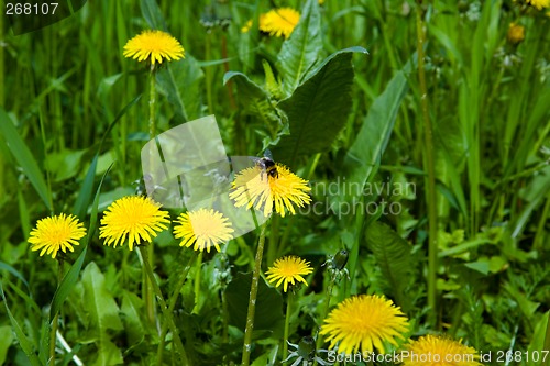 Image of Flowering dandelion