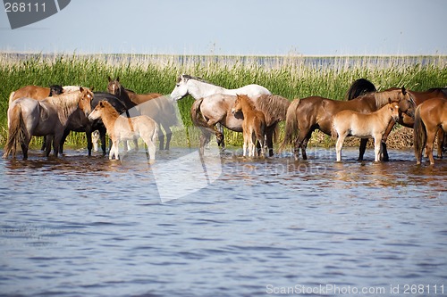 Image of Horses in the watering