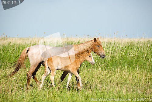 Image of Horses family.