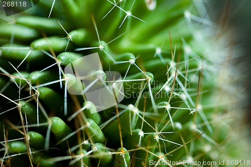 Image of Cactus