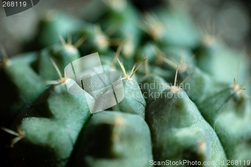 Image of Cactus