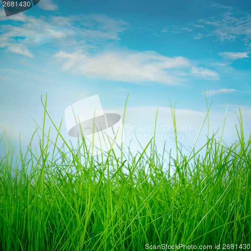 Image of Spring green grass