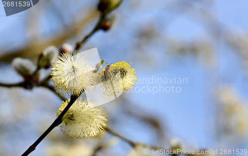 Image of Bee collecting pollen from catkins