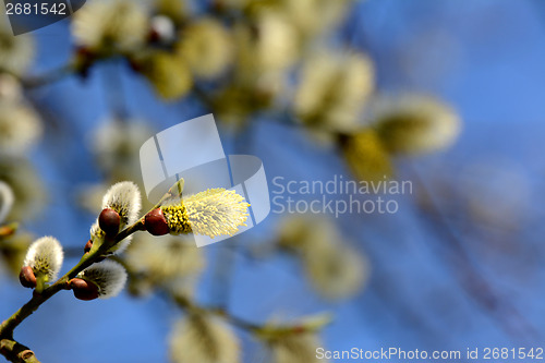 Image of Willow tree catkins opening