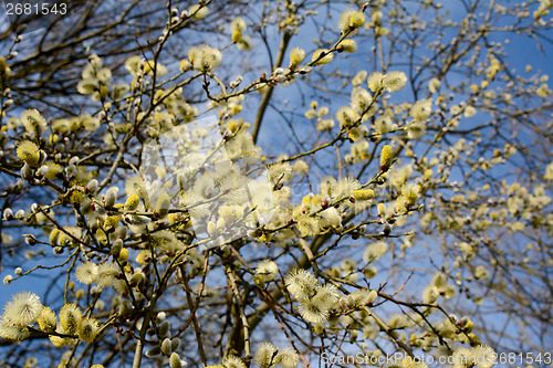 Image of Willow tree catkins