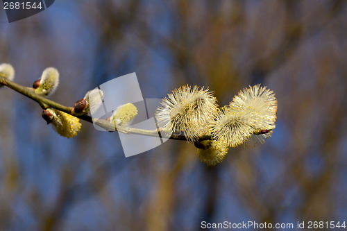 Image of Willow branch with opening aments