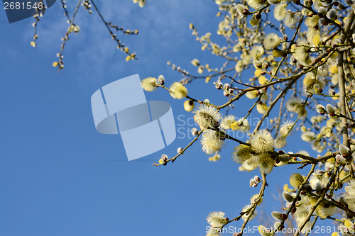 Image of Springtime willow catkins against the sky