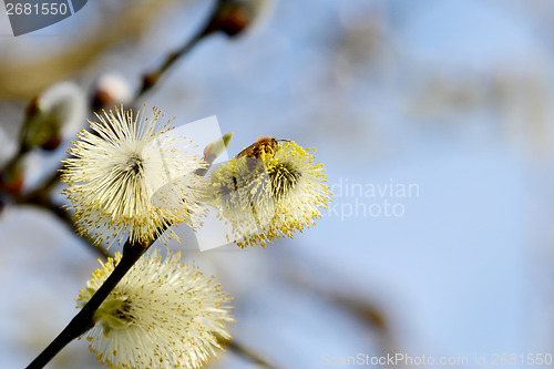 Image of Bee collects pollen from yellow catkins