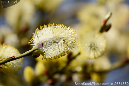 Image of Closeup of a willow tree catkin 