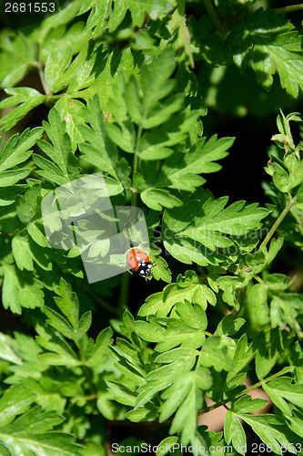 Image of Ladybug on the foliage of Queen Anne's Lace