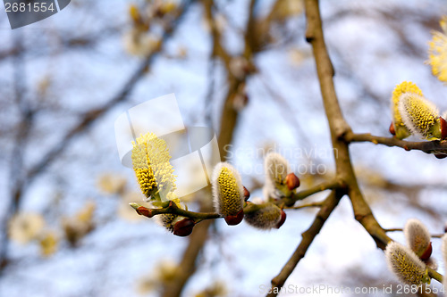 Image of Yellow flowers of a catkin