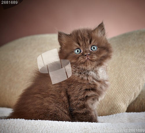 Image of british long hair kitten