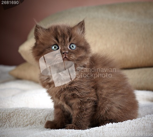 Image of british long hair kitten