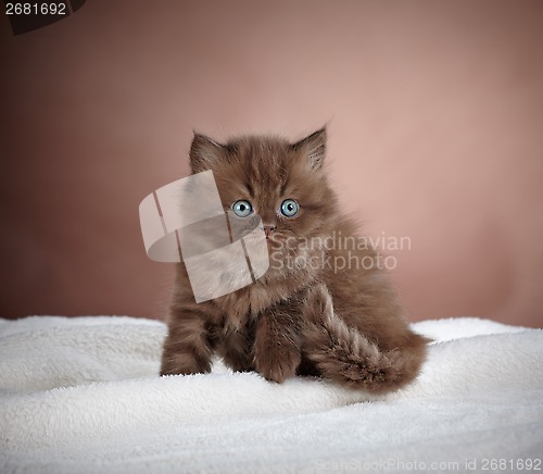 Image of british long hair kitten