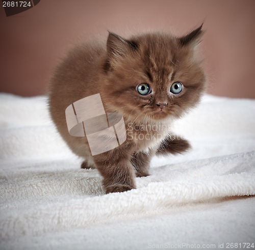 Image of british long hair kitten