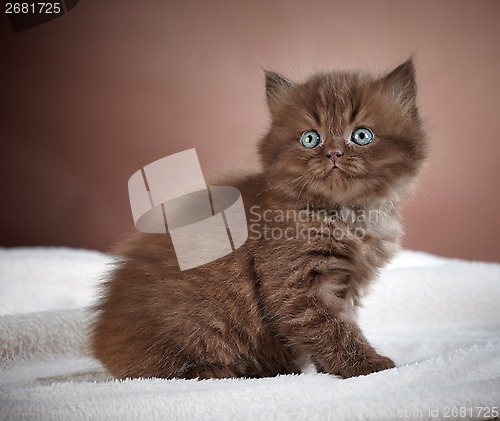 Image of british long hair kitten