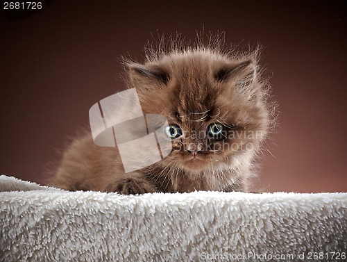 Image of british long hair kitten