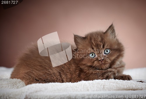 Image of british long hair kitten