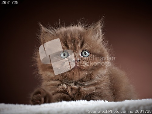 Image of british long hair kitten