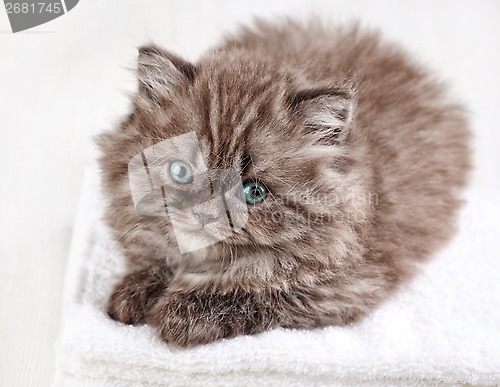 Image of british long hair kitten