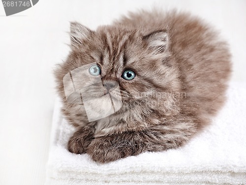 Image of british long hair kitten