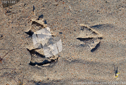 Image of bird footprints in sand 