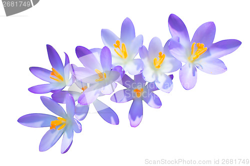 Image of Lilac spring crocus flowers isolated