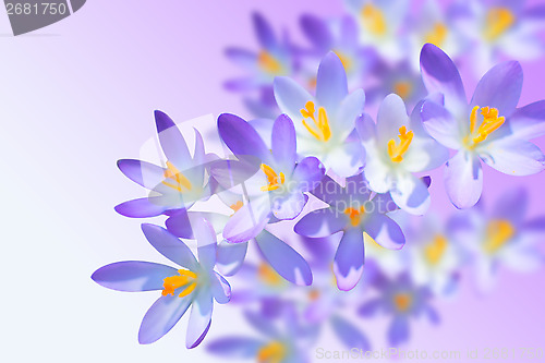 Image of Alpine crocuses spring flowers on blurred background