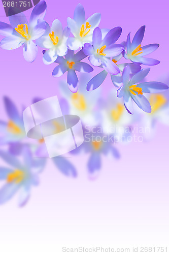 Image of Iris spring flowering on blurred background