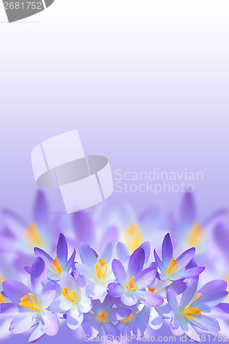 Image of Violet spring crocus flowers on blurred background