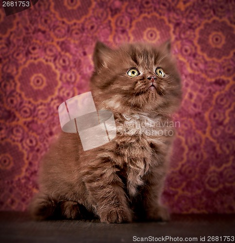 Image of british long hair kitten