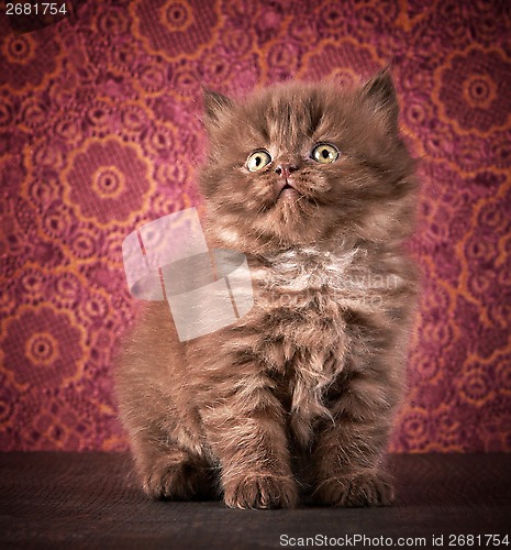 Image of british long hair kitten