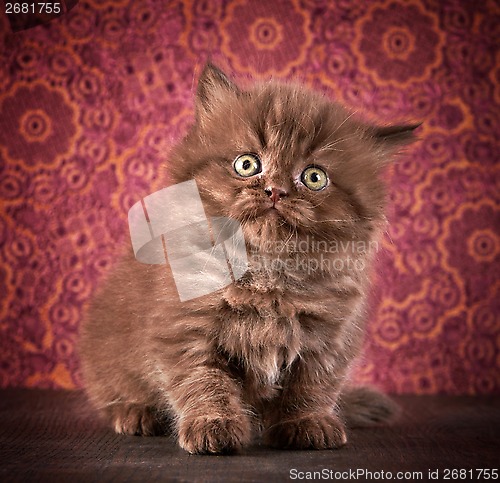 Image of british long hair kitten