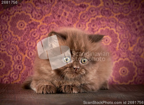 Image of british long hair kitten