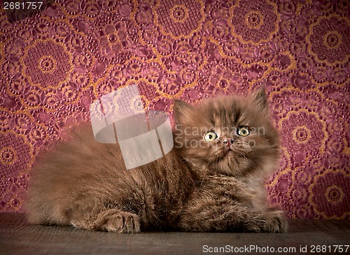 Image of british long hair kitten