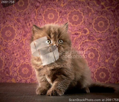 Image of british long hair kitten