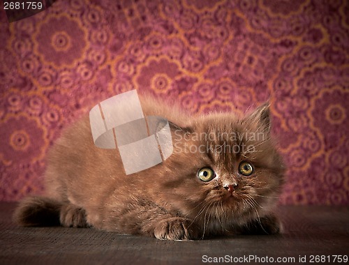 Image of british long hair kitten