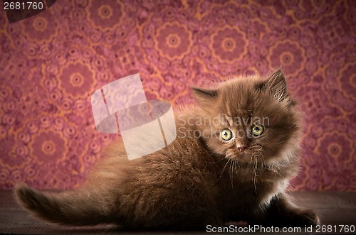 Image of british long hair kitten