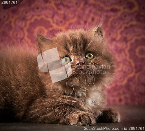 Image of british long hair kitten
