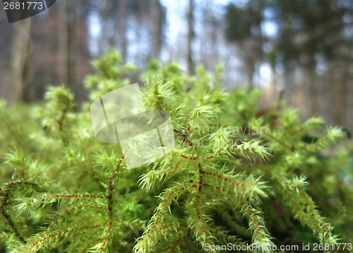 Image of moss closeup