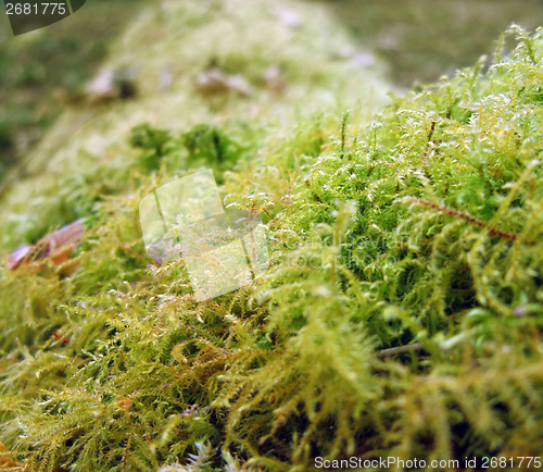 Image of moss closeup